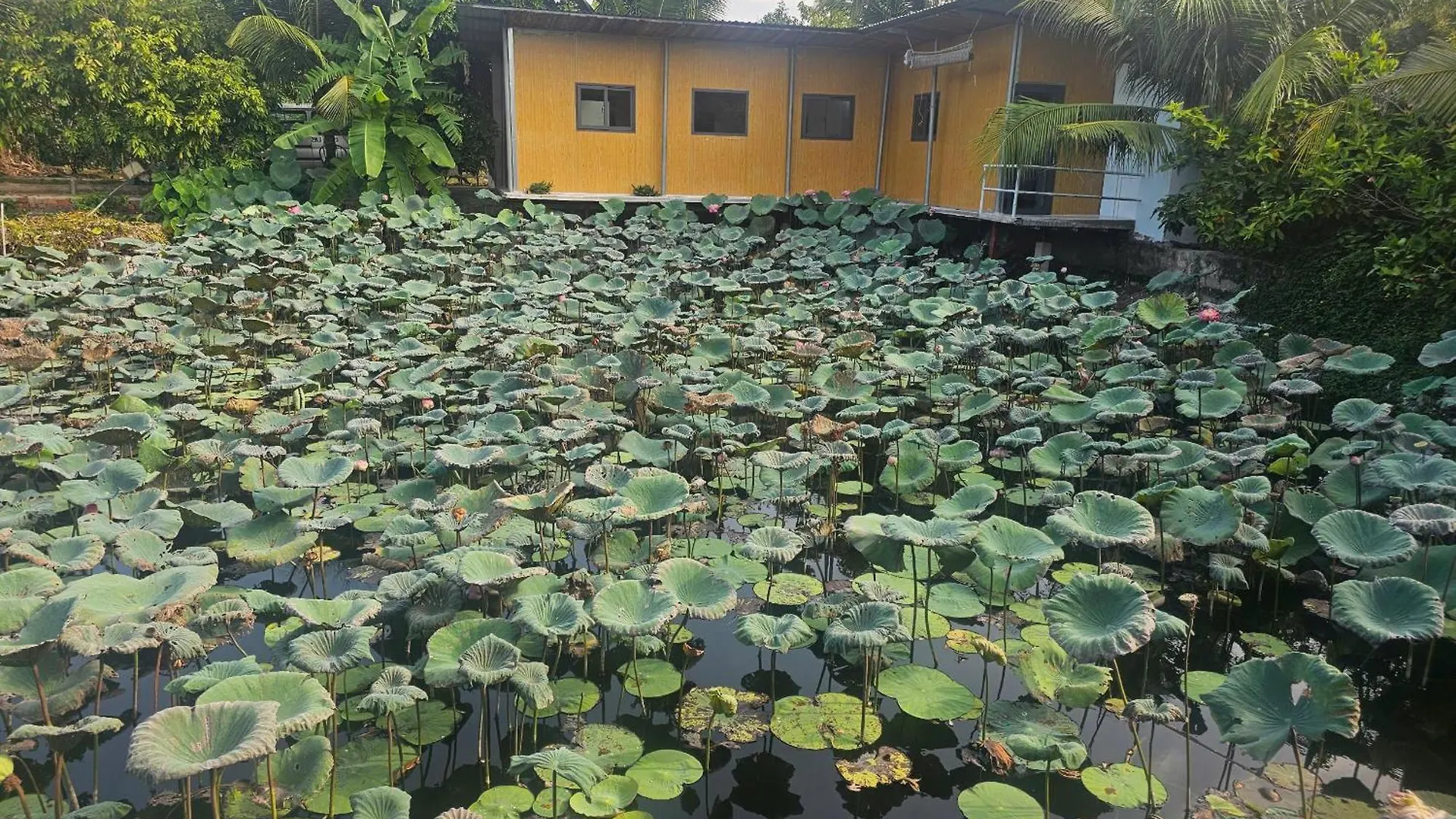 Сasa de vacaciones Homestay Sen & Zen Villa Vung Tau Vietnam