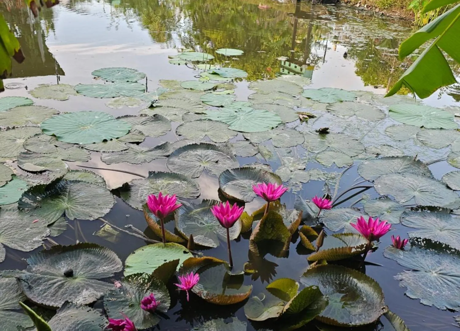 Homestay Sen & Zen Villa 붕타우 펜션